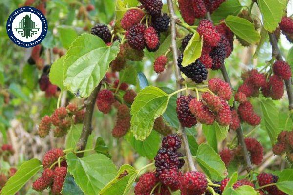 thuviennhadat.vn