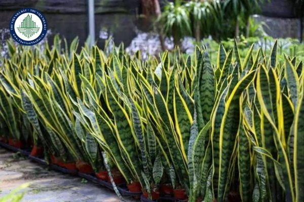 Trồng cây lưỡi hổ trước nhà có tốt không?