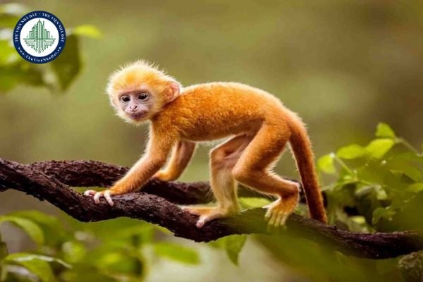 Người sinh năm 2004 tuổi gì? Phong thủy nhà ở cho người sinh năm 2004?