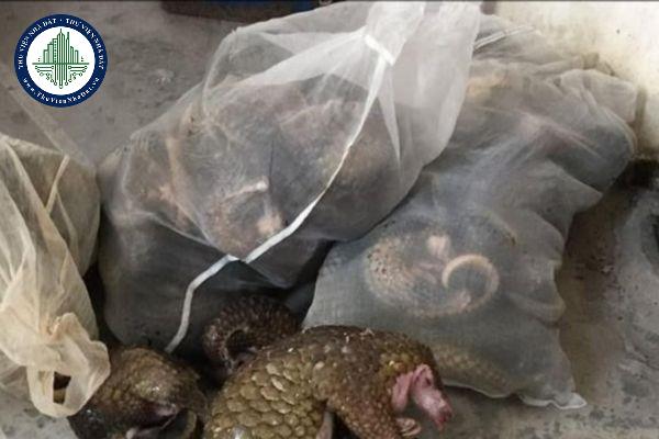 Bán thịt thú rừng qua facebook bị xử phạt như thế nào?