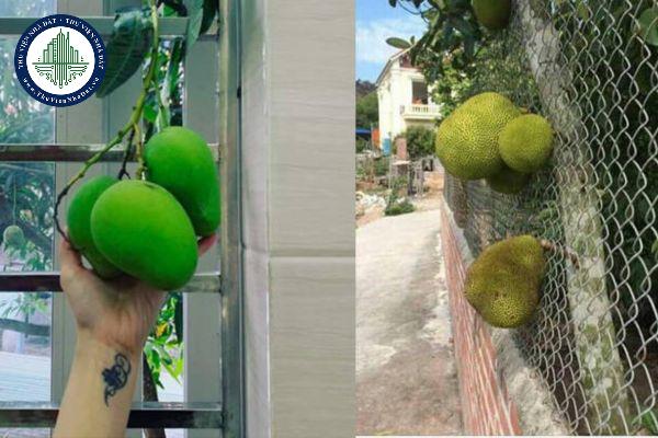 Cây bưởi nhà hàng xóm mọc sang nhà có được hái bưởi?