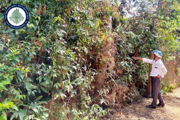 Chặt phá cây trên đất người khác có kiện được không?