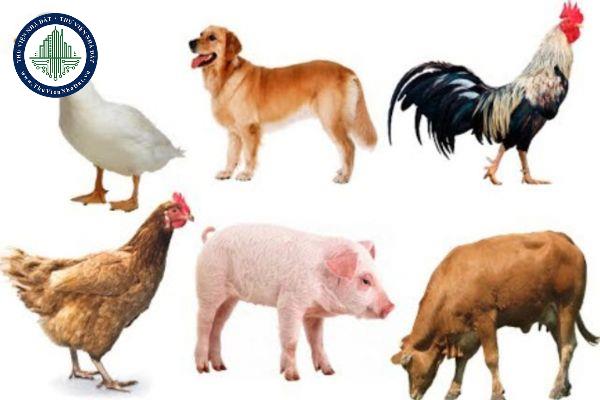 Dòng, giống vật nuôi mới là gì?