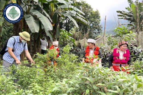 Lập kế hoạch khai thác dược liệu tự nhiên được quy định như thế nào?