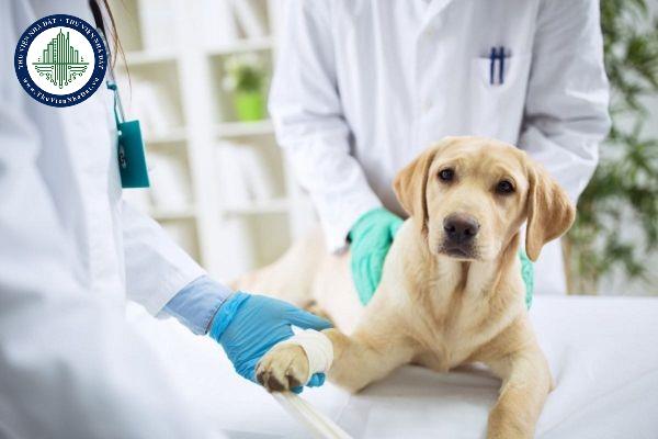 Tiêu chuẩn chức danh chẩn đoán viên bệnh động vật hạng II được quy định như thế nào?