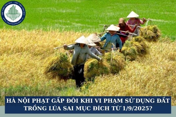 Hà Nội phạt gấp đôi khi vi phạm sử dụng đất trồng lúa sai mục đích từ 1/9/2025?