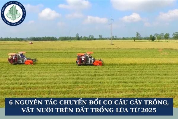 6 nguyên tắc chuyển đổi cơ cấu cây trồng, vật nuôi trên đất trồng lúa từ 2025
