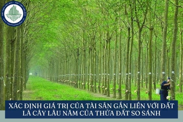Xác định giá trị của tài sản gắn liền với đất là cây lâu năm của thửa đất so sánh