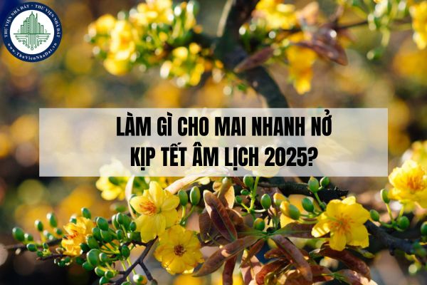 Làm gì cho mai nhanh nở kịp Tết 2025