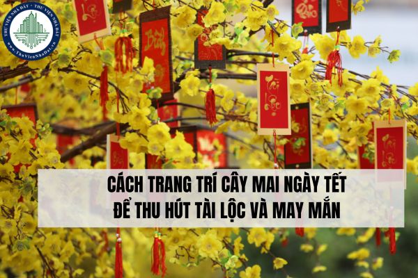 Cách trang trí cây mai ngày Tết để thu hút tài lộc và may mắn