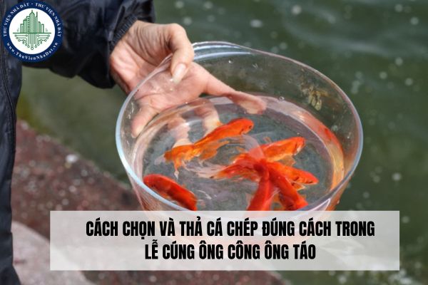 Cách chọn và thả cá chép đúng cách trong lễ cúng ông Công ông Táo