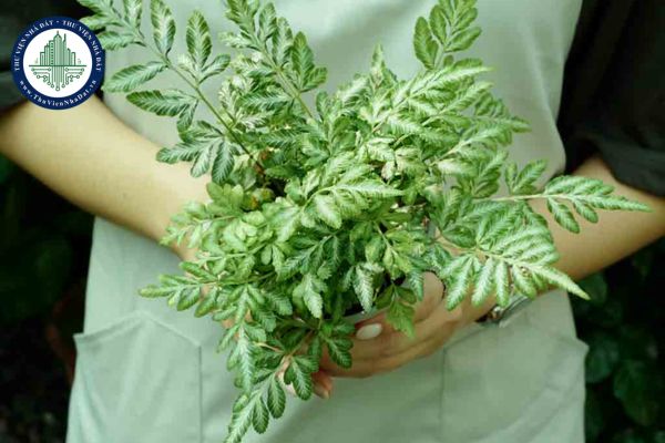 Ý nghĩa phong thủy cây Dương Xỉ Cẩm Thạch và cách bố trí cây Dương Xỉ Cẩm Thạch trên bàn làm việc