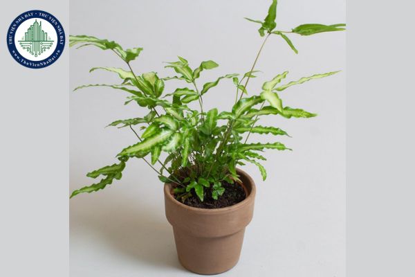 Ý nghĩa phong thủy cây Dương Xỉ Cẩm Thạch và cách bố trí trên bàn làm việc