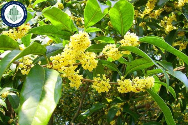 Ý nghĩa phong thủy của Cây Quế thơm, cách chăm sóc và trang trí Cây Quế thơm phong thủy