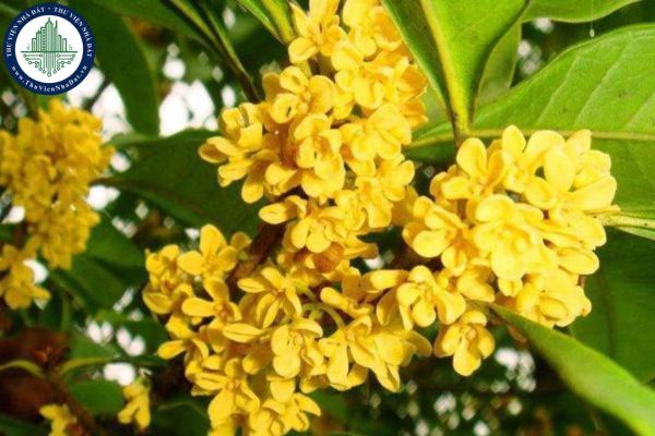 Ý nghĩa phong thủy của Cây Quế thơm, cách chăm sóc và trang trí Cây Quế thơm phong thủy