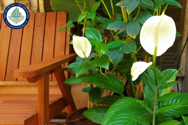 5 loại cây lọc không khí trong nhà giúp không gian sống trong lành