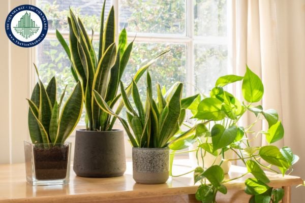 5 loại cây lọc không khí trong nhà giúp không gian sống trong lành