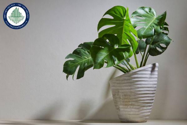 5 loại cây lọc không khí trong nhà giúp không gian sống trong lành