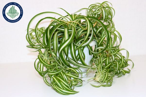 5 loại cây lọc không khí trong nhà giúp không gian sống trong lành