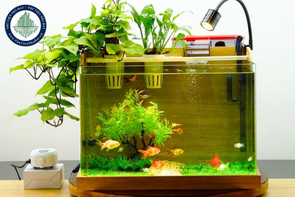 Cách đặt bể cá cảnh hợp phong thủy trong phòng làm việc, thu hút tài lộc