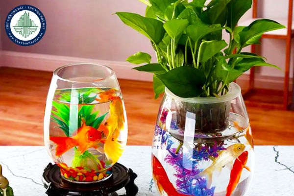 Cách đặt bể cá cảnh hợp phong thủy trong phòng làm việc, thu hút tài lộc