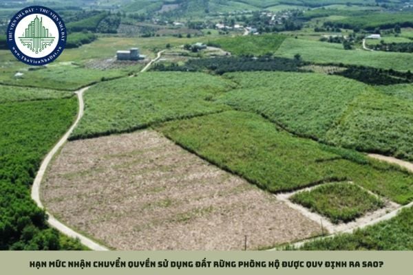 Hạn mức nhận chuyển quyền sử dụng đất rừng phòng hộ được quy định ra sao?