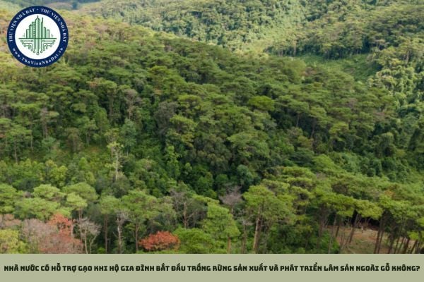 Nhà nước có hỗ trợ gạo khi hộ gia đình bắt đầu trồng rừng sản xuất và phát triển lâm sản ngoài gỗ không?