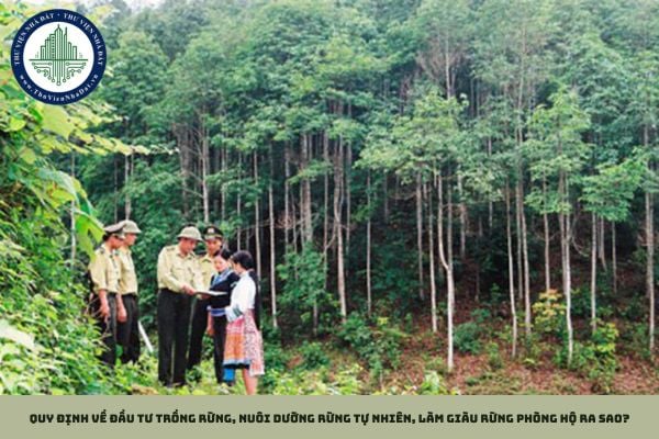 Quy định về đầu tư trồng rừng, nuôi dưỡng rừng tự nhiên, làm giàu rừng phòng hộ ra sao?