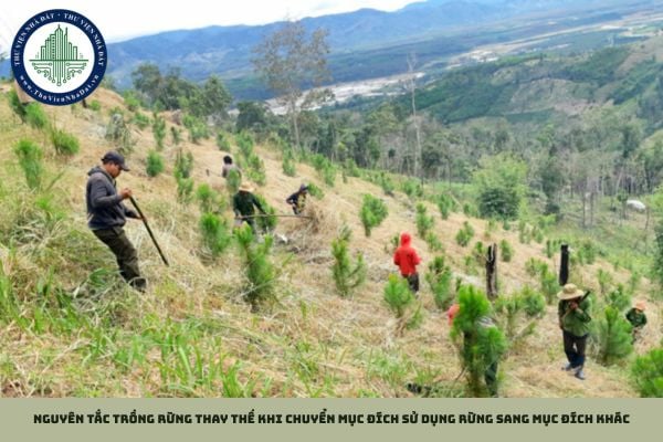 Nguyên tắc trồng rừng thay thế khi chuyển mục đích sử dụng rừng sang mục đích khác