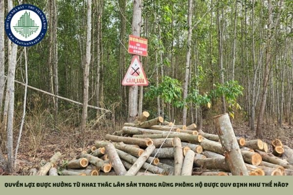 Quyền lợi được hưởng từ khai thác lâm sản trong rừng phòng hộ được quy định như thế nào?