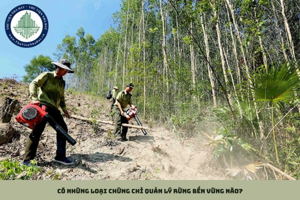 Có những loại chứng chỉ quản lý rừng bền vững nào?