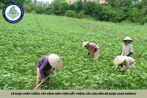 Có được phép trồng cây hàng năm trên đất trồng cây lâu năm đã được giao không?