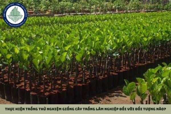 Thực hiện trồng thử nghiệm giống cây trồng lâm nghiệp đối với đối tượng nào?