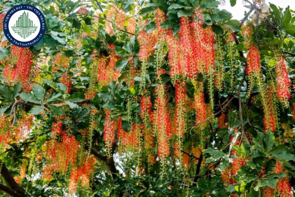 Những loại cây trồng trước nhà giúp thanh lọc không khí hợp mệnh gia chủ