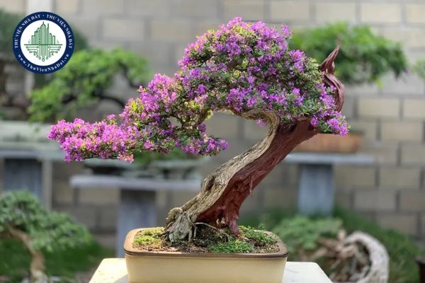 Gợi ý những loại cây bonsai để bàn cho người mệnh hỏa thu hút tài lộc