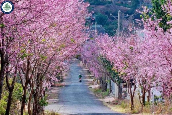 Mùa hoa mai anh đào Đà Lạt kéo dài bao lâu? Mua nhà ở đâu Đà Lạt gần địa điểm ngắm hoa anh đào?	