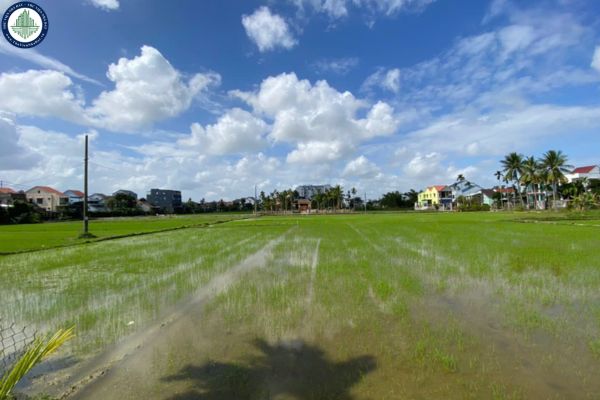 Bán đất tại phường Cẩm Châu, phố cổ Hội An, view lúa, diện tích 150 m², giá 4,1 tỷ