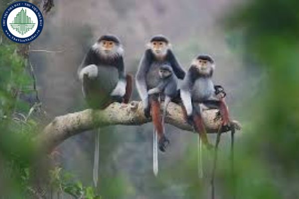 Cơ quan thẩm quyền quản lý CITES Việt Nam đặt trụ sở tại đâu? Nhiệm vụ cụ thể của Cơ quan thẩm quyền quản lý CITES Việt Nam là gì?