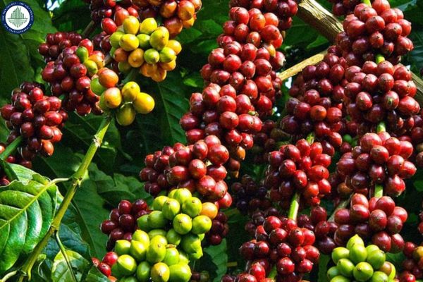 Giá cà phê Arabica 20 3 2025? Giá cà phê hôm nay Tây Nguyên và khu vực phía nam? Giá cà phê tăng giảm có tác động thế nào đến giá đất tại Kon Tum?	