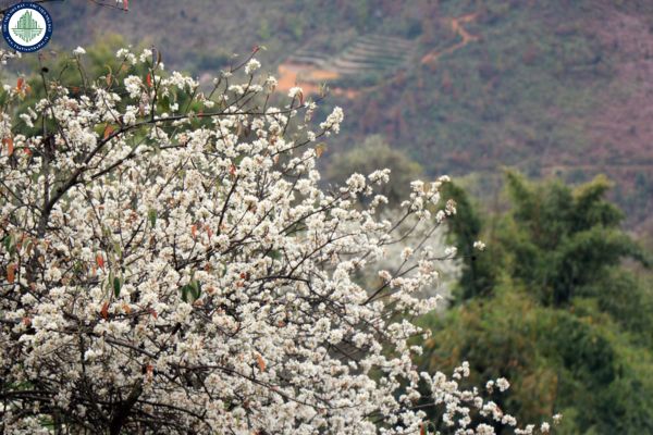 Ngắm hoa sơn tra bung nở tại Sơn La? Thuê homestay Sơn La tại đâu để tiện lợi ngắm hoa sơn tra?	