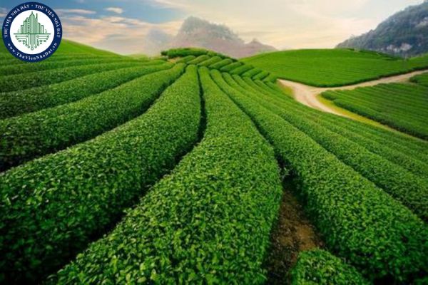 Mẫu đơn xin thuê đất trồng cây lâu năm mới nhất là mẫu nào? Tải về Mẫu đơn xin thuê đất trồng cây lâu năm ở đâu?