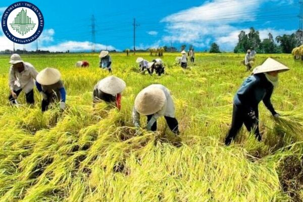 Diện tích đất trồng lúa được hỗ trợ đối với đất trồng lúa còn lại xác định như thế nào? Do ai công bố?
