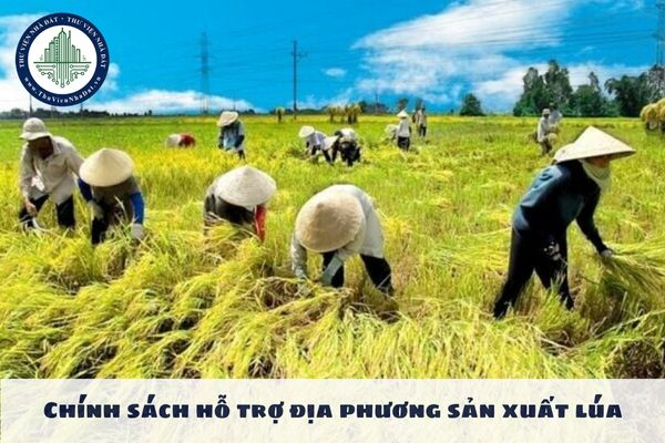 Chính sách hỗ trợ địa phương sản xuất lúa được quy định như thế nào?