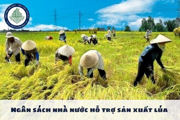 Ngân sách nhà nước hỗ trợ sản xuất lúa đối với đất chuyên trồng lúa tại vùng quy hoạch trồng lúa có năng suất, chất lượng cao như nào?