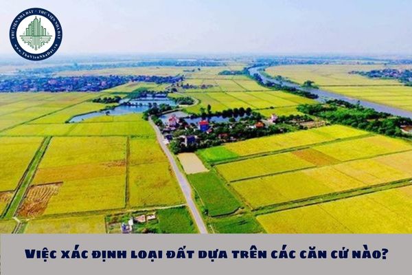 Việc xác định loại đất dựa trên các căn cứ nào?