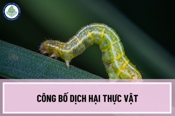 Công bố dịch hại thực vật trong các trường hợp nào? Điều kiện công bố dịch hại thực vật là gì?