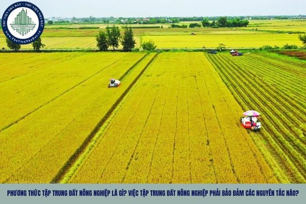 Phương thức tập trung đất nông nghiệp là gì? Việc tập trung đất nông nghiệp phải bảo đảm các nguyên tắc nào?