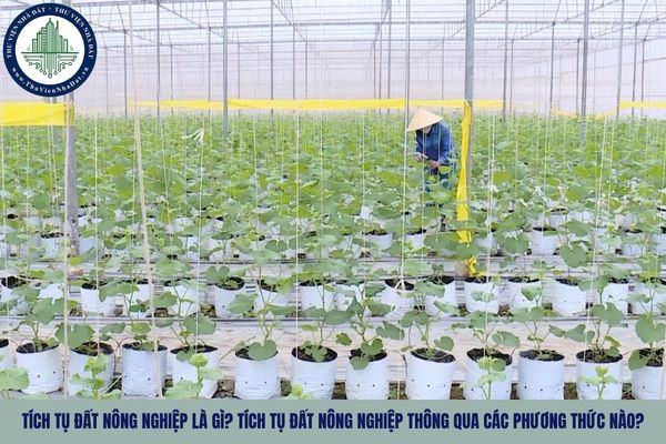 Tích tụ đất nông nghiệp là gì? Tích tụ đất nông nghiệp thông qua các phương thức nào?