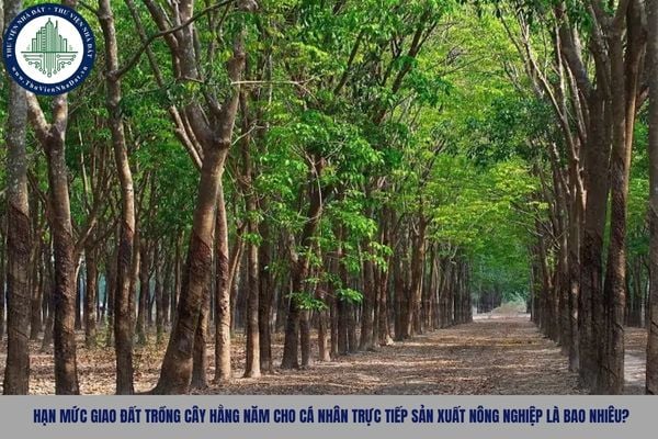 Hạn mức giao đất trồng cây hằng năm cho cá nhân trực tiếp sản xuất nông nghiệp là bao nhiêu?