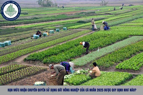 Hạn mức nhận chuyển quyền sử dụng đất nông nghiệp của cá nhân 2025 được quy định như nào?